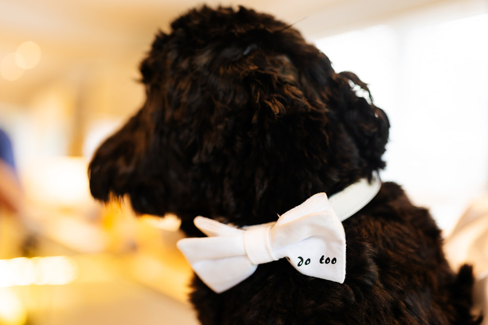 Dog Bow Tie Clockworks Wedding Liverpool Rachel Burt Photography