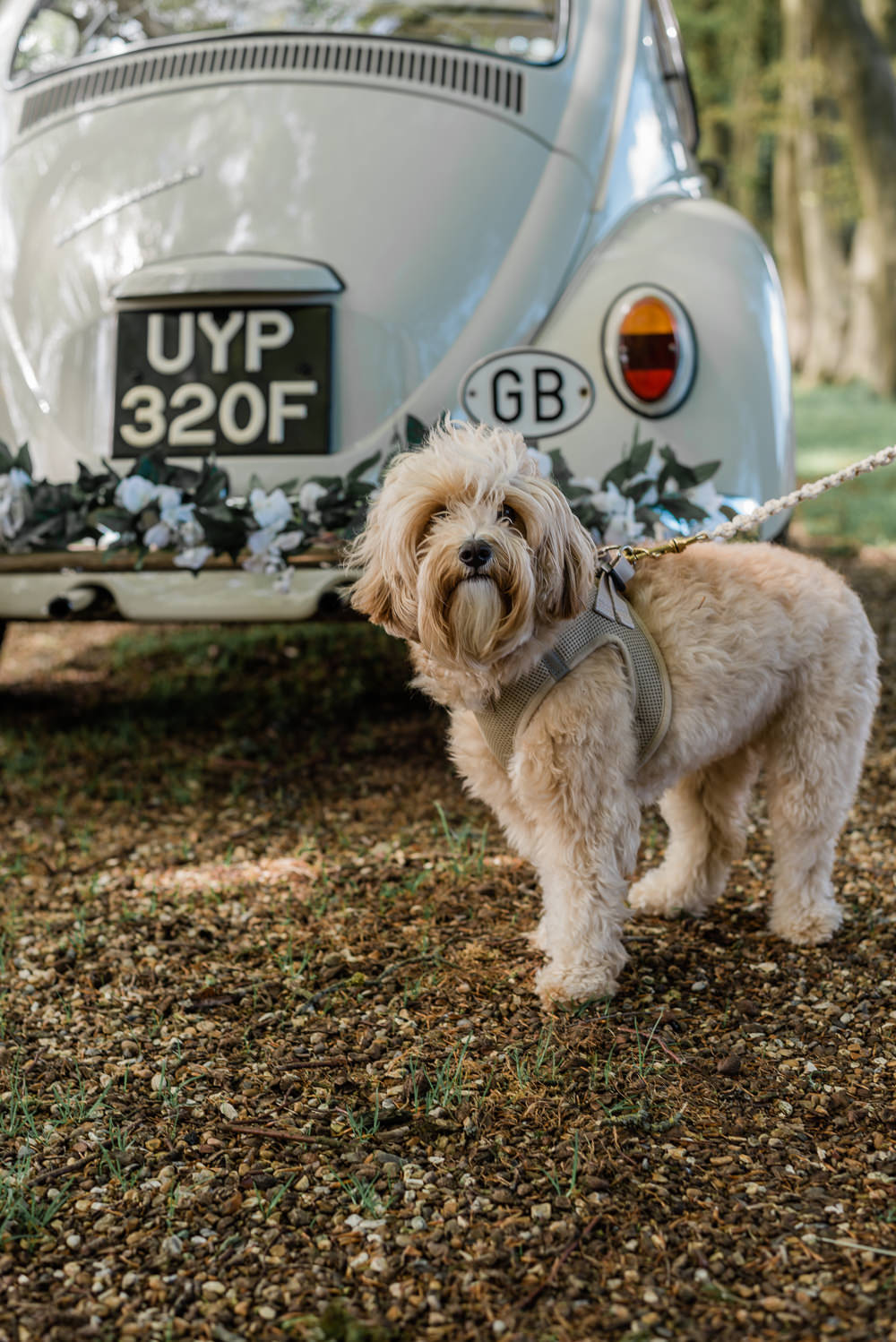 Pet Dog Crown Lodge Wedding Tasmin May Photography