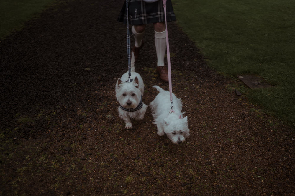 Pet Dogs Dalmahoy Hotel Wedding Belle Art Photography
