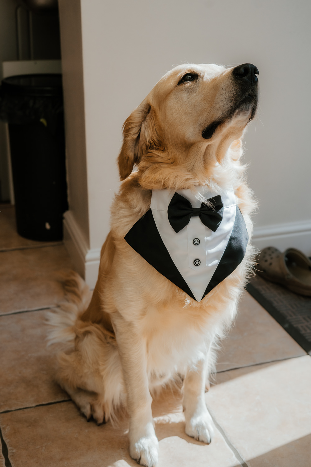 Dog Pet Afternoon Tea Wedding Beans On Toast For Two