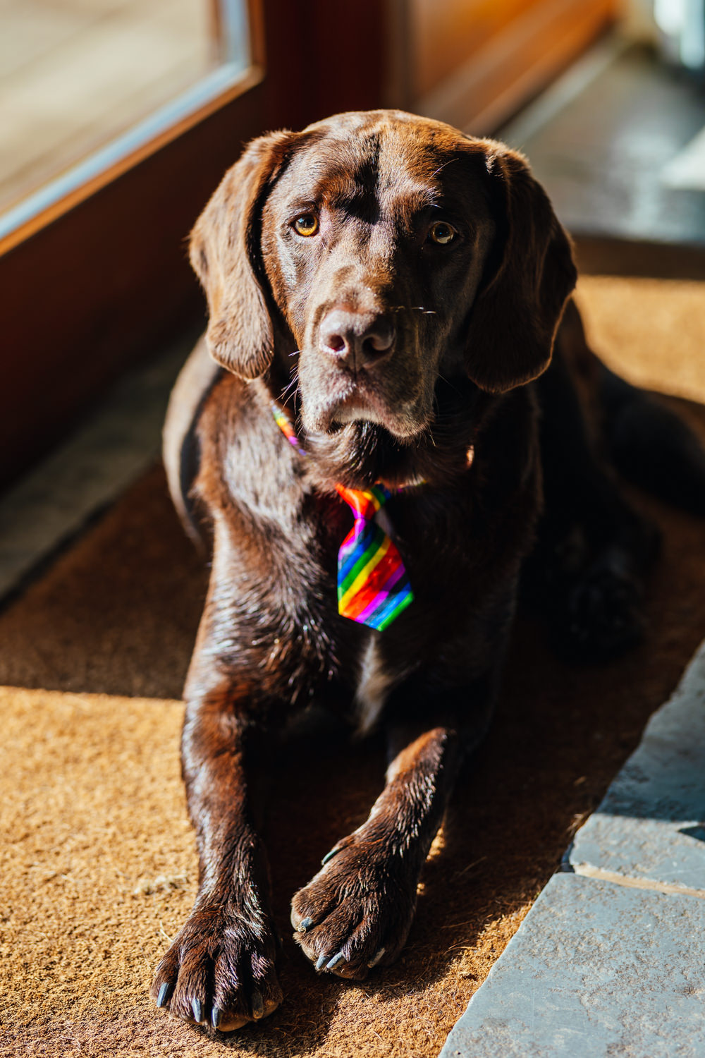 Dog Pet Tie Hidden River Barn Wedding Kirsty Rockett Photography