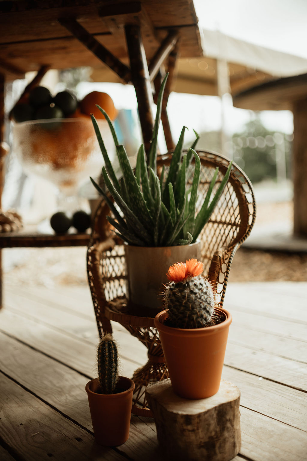 Cactus Cacti Decor Boho Tipi Wedding Ideas Sara Ribera Photography