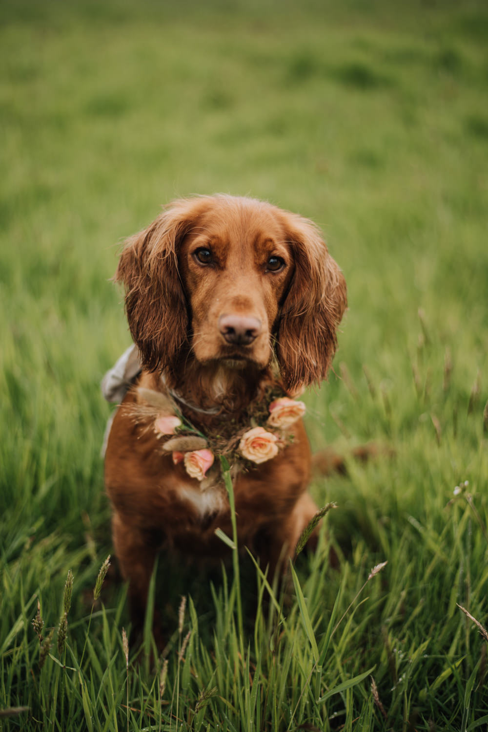 Pet Dog Flower Collar Meadows Norfolk Megan Duffield Photography