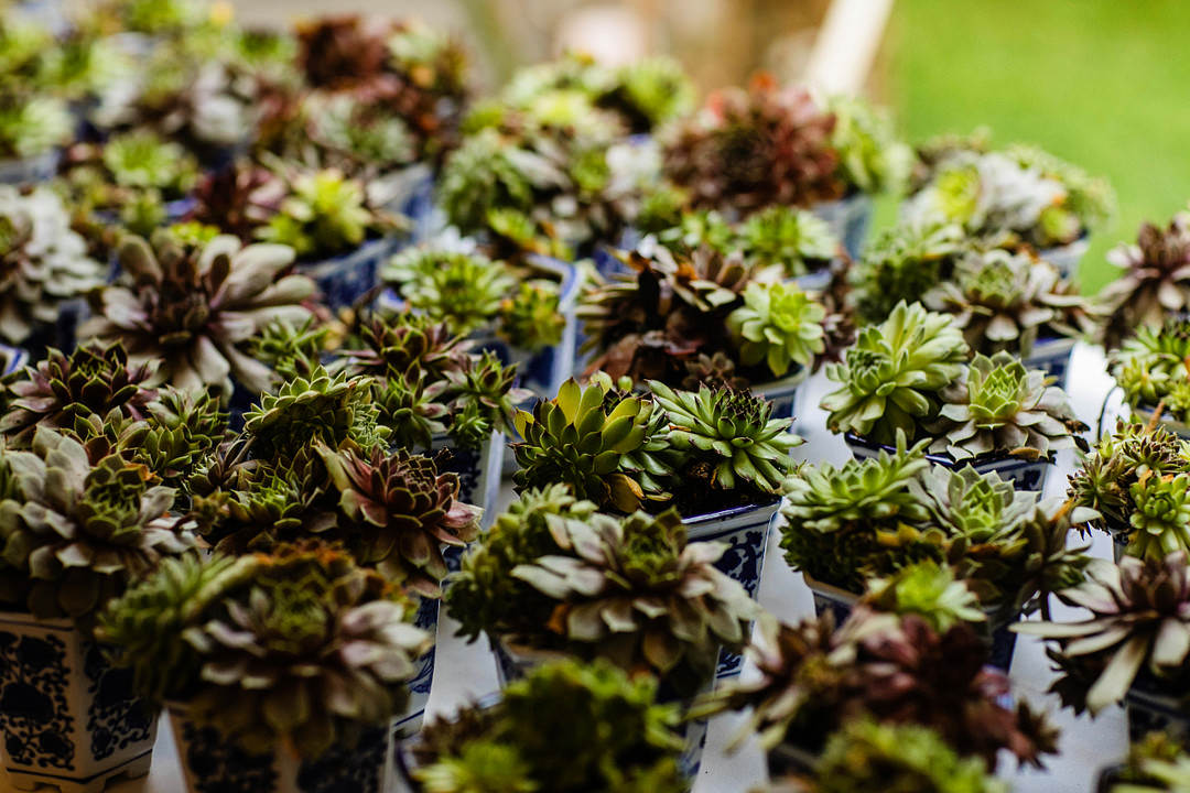 Succulents Favour Table Blithewold Mansion Wedding M.Studios