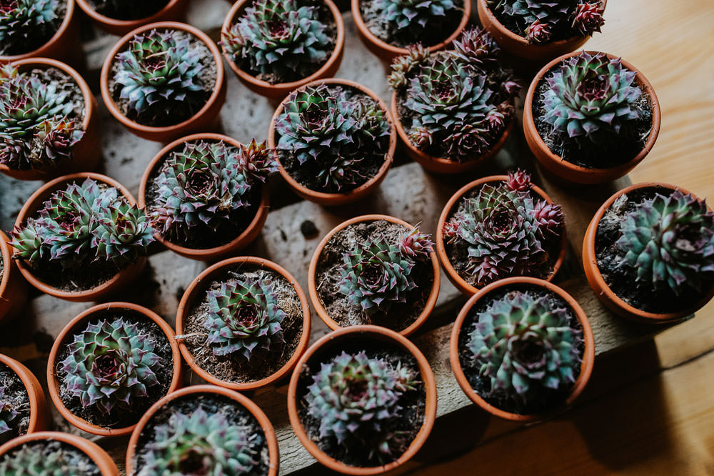 Potted Succulent Favours Yellow Orange Wedding Bohemian Rose Photography