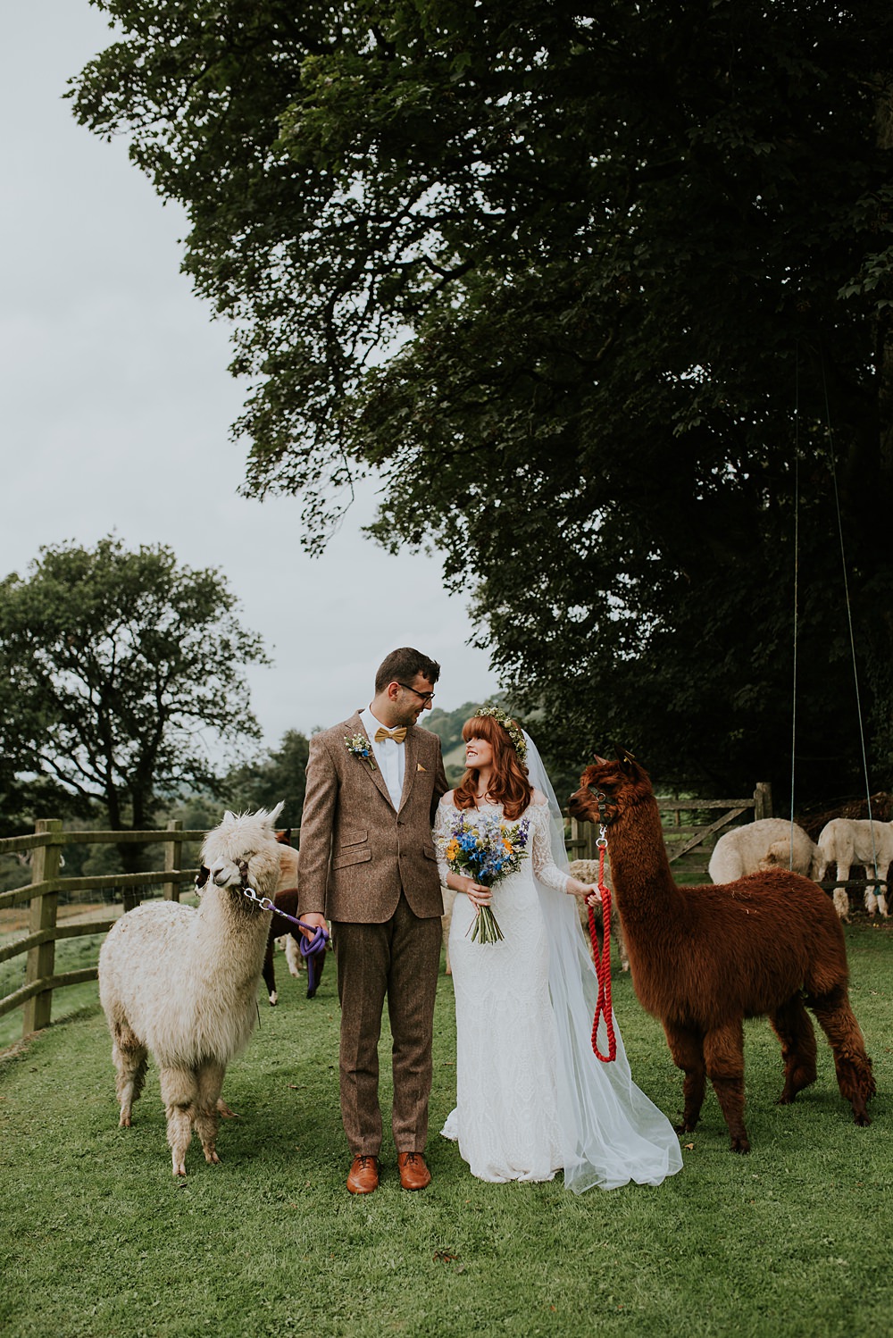 Alpacas Caerhyn Wedding Mary W Thomas Photography