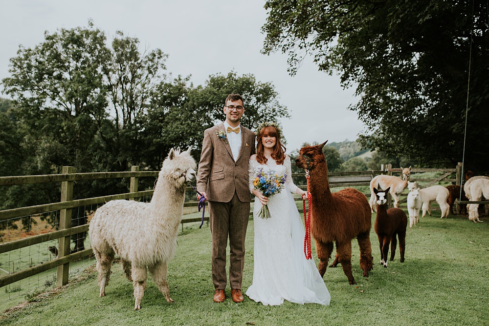 Caerhyn Wedding Mary W Thomas Photography Alpacas