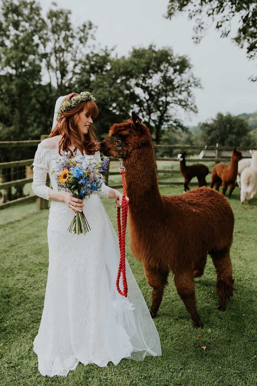Alpacas Caerhyn Wedding Mary W Thomas Photography