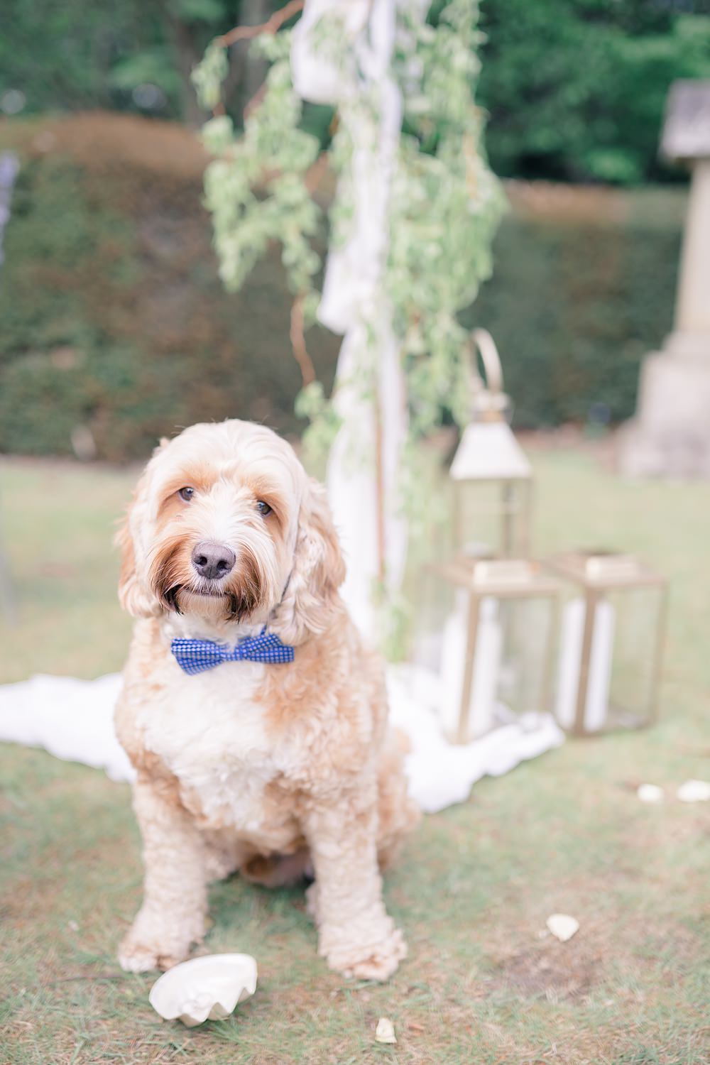 Pet Dog Bow Tie Italian Wedding Ideas Paige Mary Photography