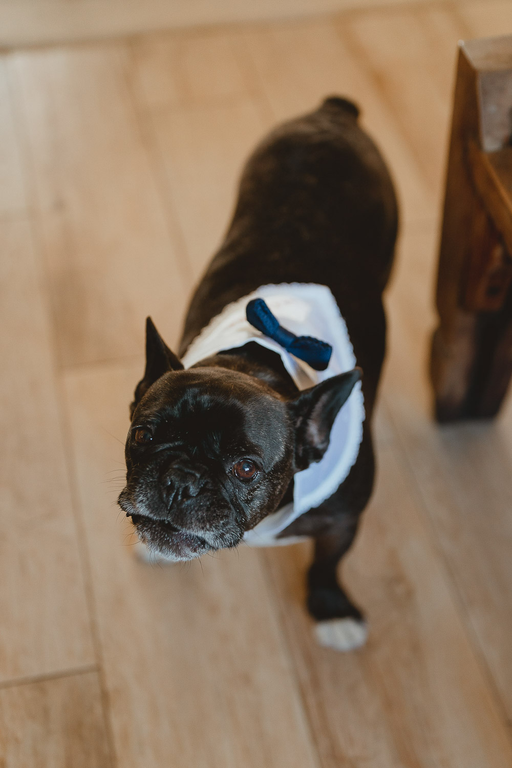 Dog Collar Outfit Norfolk Beach Wedding Georgia Rachael