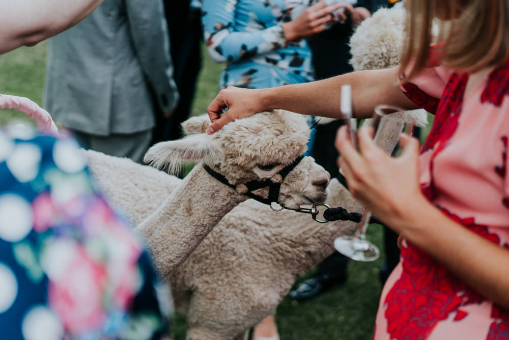Hen Do Idea Alpaca Walk David Boynton