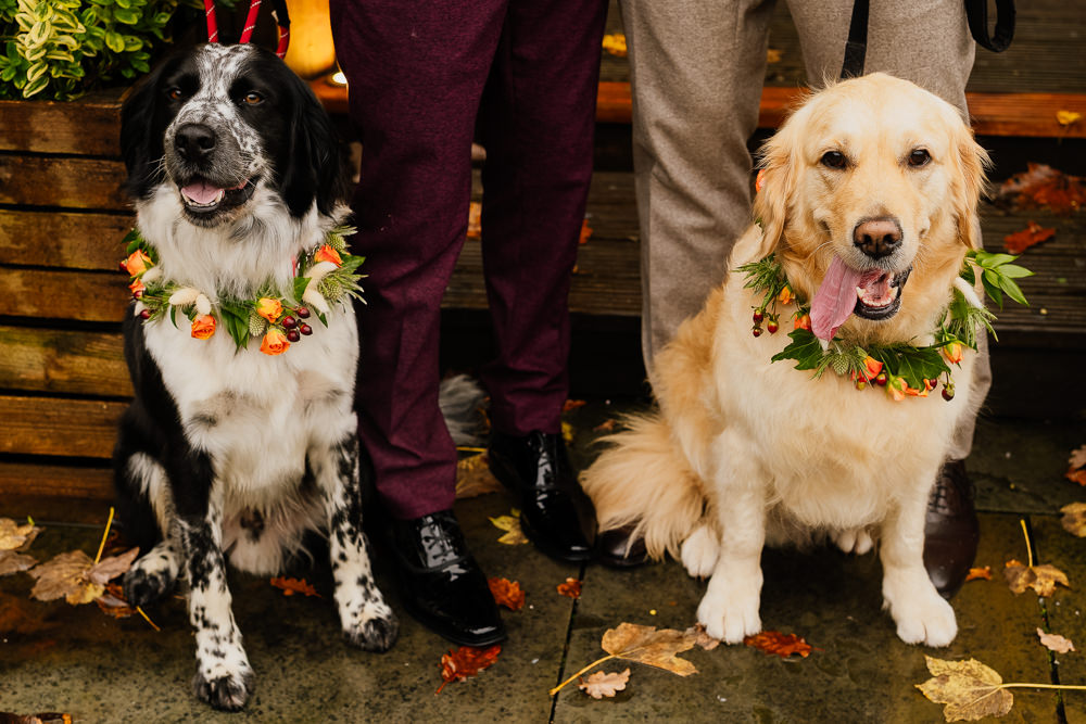 Dog Flower Collar Autumnal Garden Wedding Jenna Kathleen Photographer