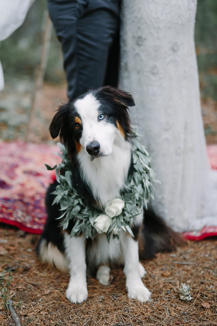 Dogs At Weddings Linda Pauline