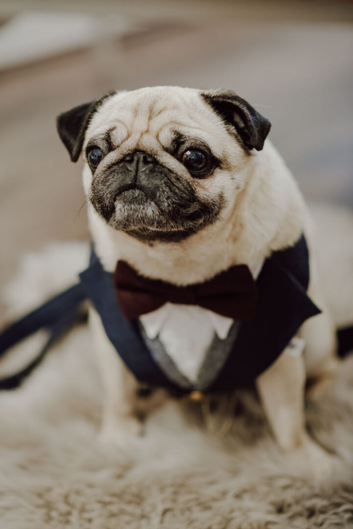 Dogs At Weddings Tips Gina Fernandes Photography