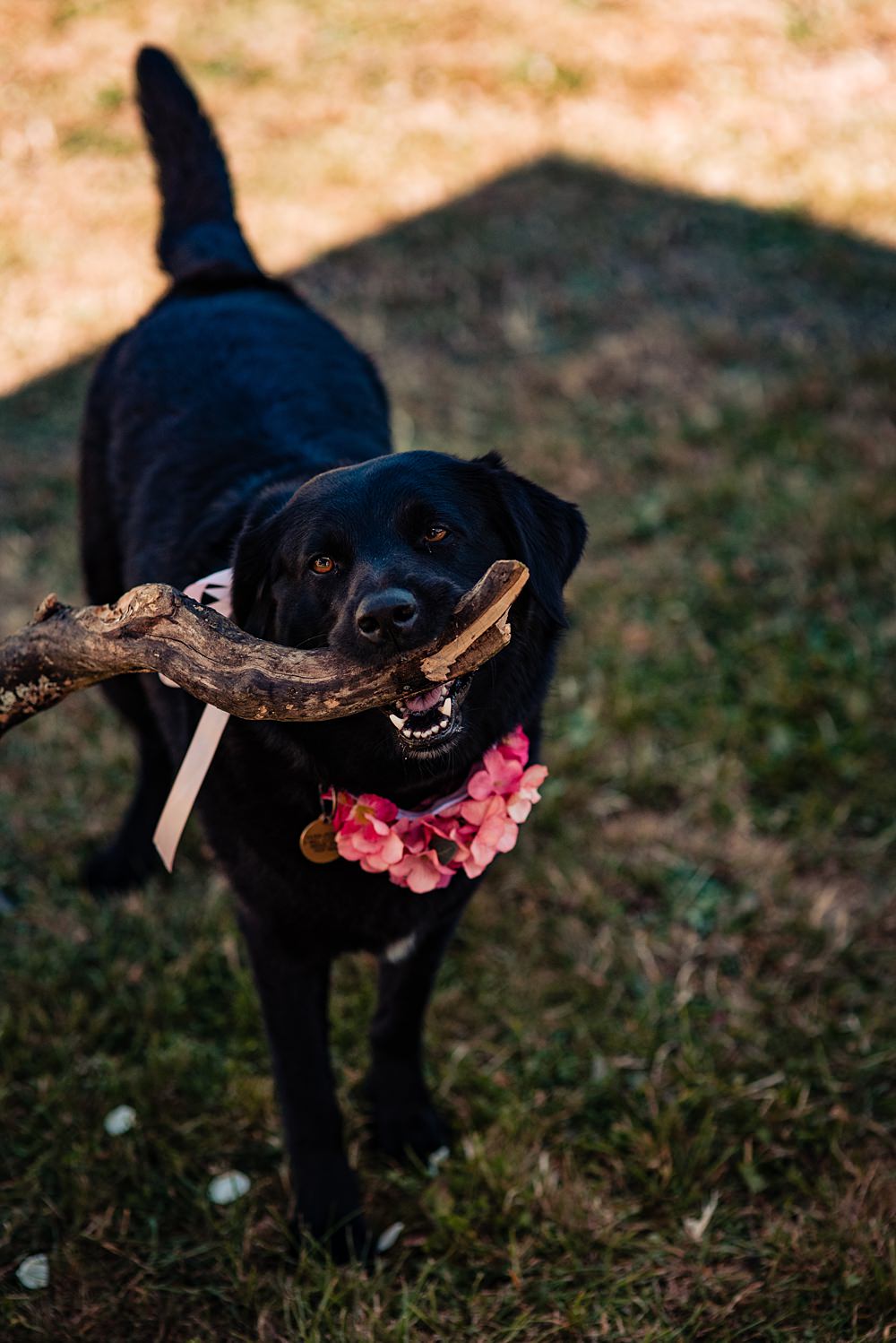 Pet Dog Frickley Lake Wedding Natalia Case Photography