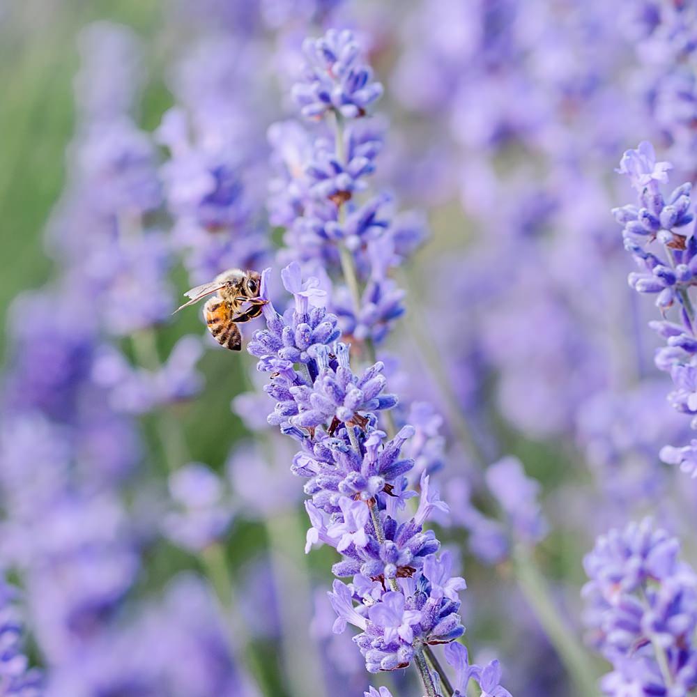 Off Grid Woodland Wedding Purple Kite Photography Lavender Bee