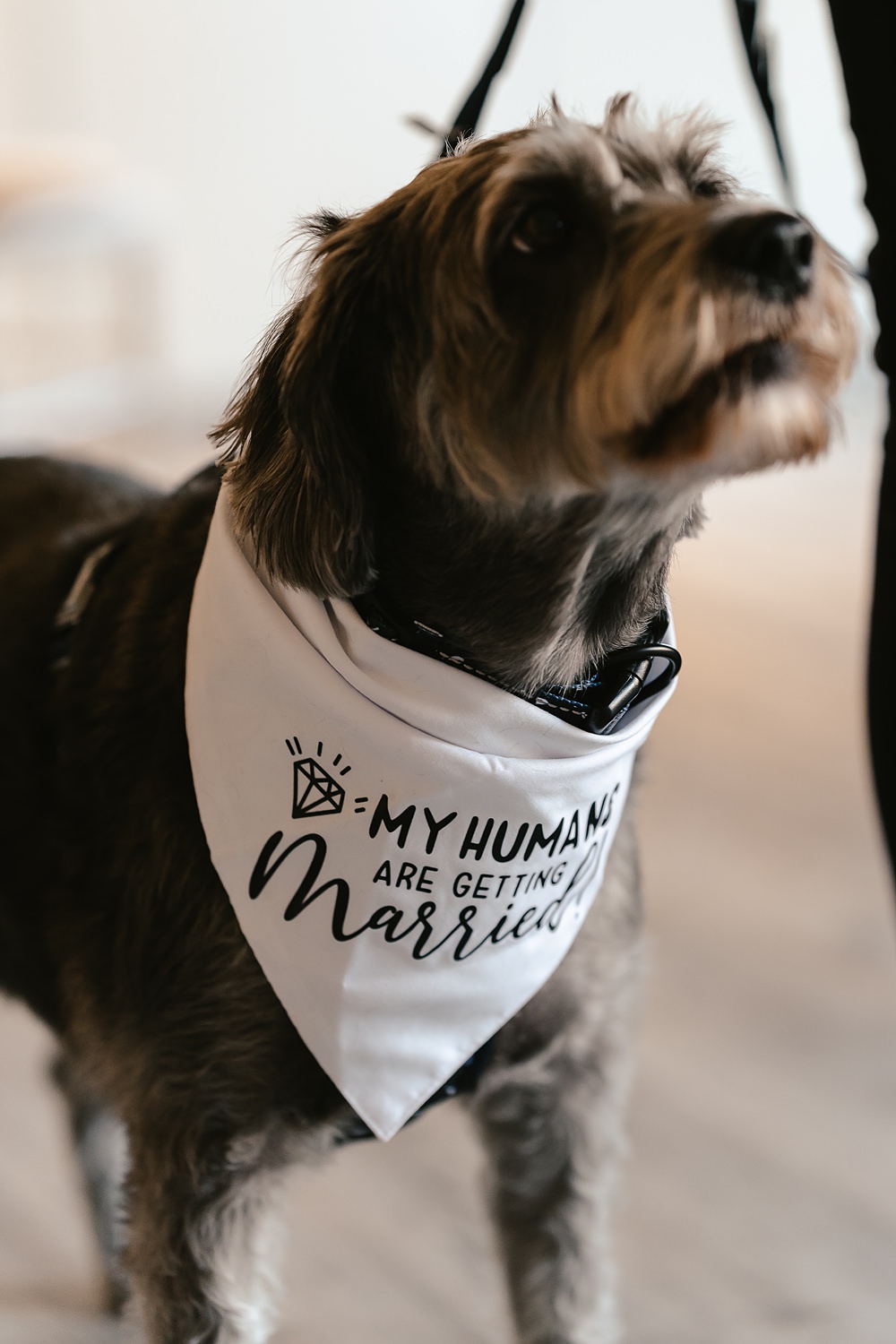 Stables at Ffolkes Wedding Cherrelle Blake Photography Pet Dog Neckerchief