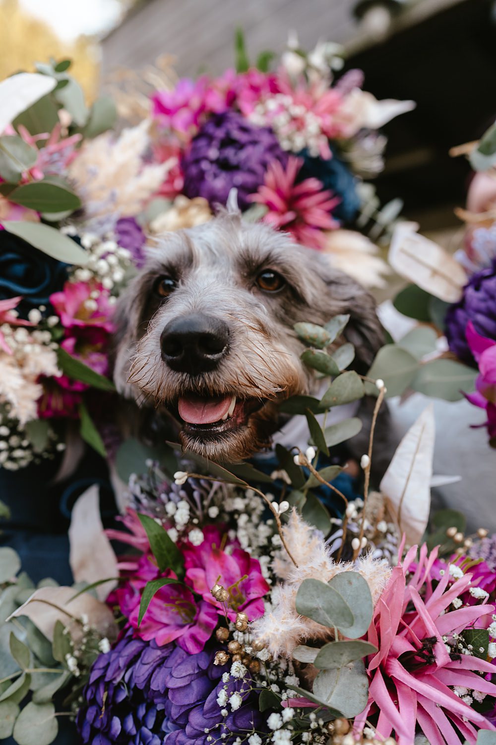 Stables at Ffolkes Wedding Cherrelle Blake Photography Pet Dog Bouquets