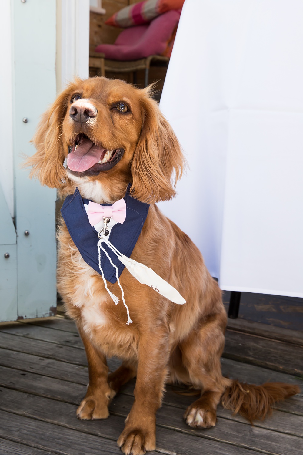 Kent Seaside Wedding Hannah Larkin Photography Dog Ring Bearer